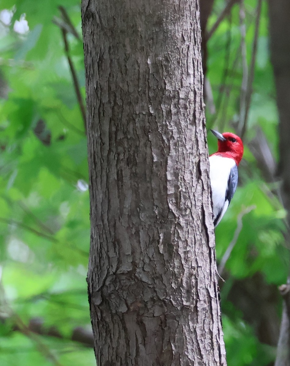 Red-headed Woodpecker - ML617954766