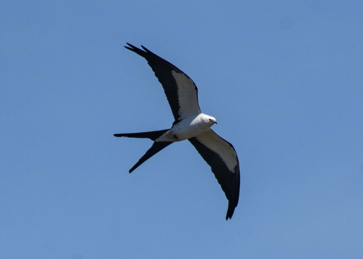 Swallow-tailed Kite - ML617954794