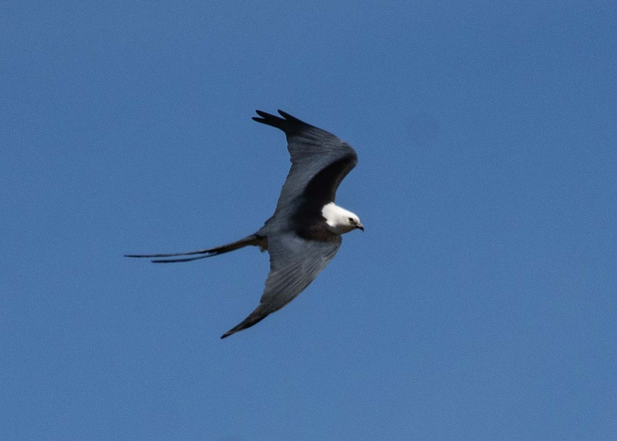 Swallow-tailed Kite - ML617954795