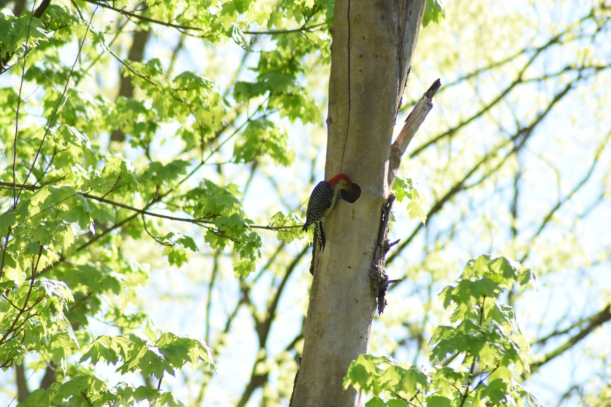 Red-bellied Woodpecker - ML617954817