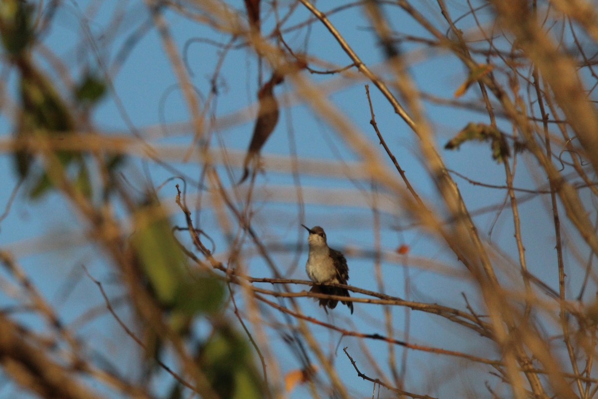 Black-chinned Hummingbird - ML617954820