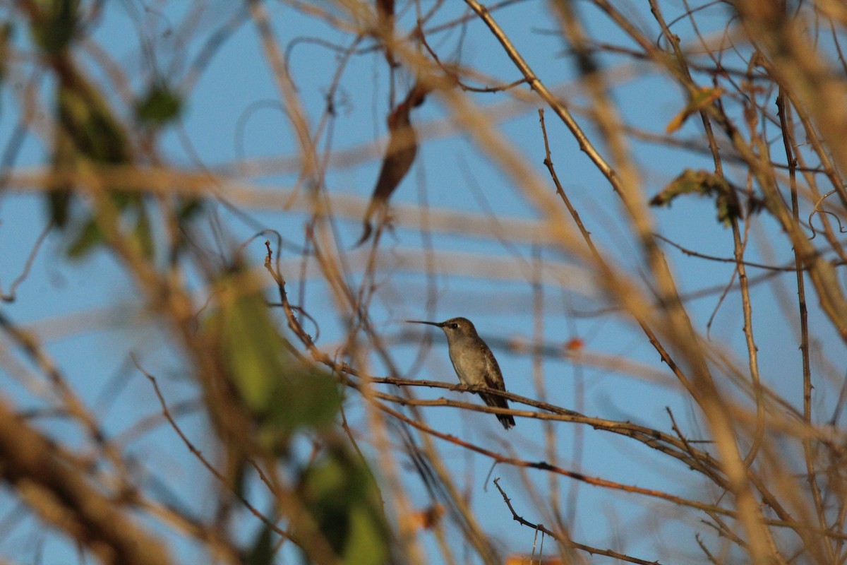 Black-chinned Hummingbird - ML617954821