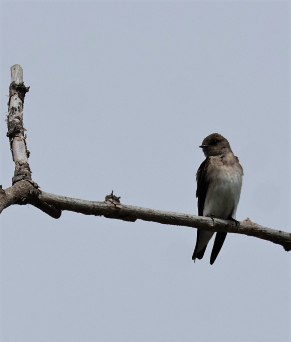 Northern Rough-winged Swallow - ML617954822
