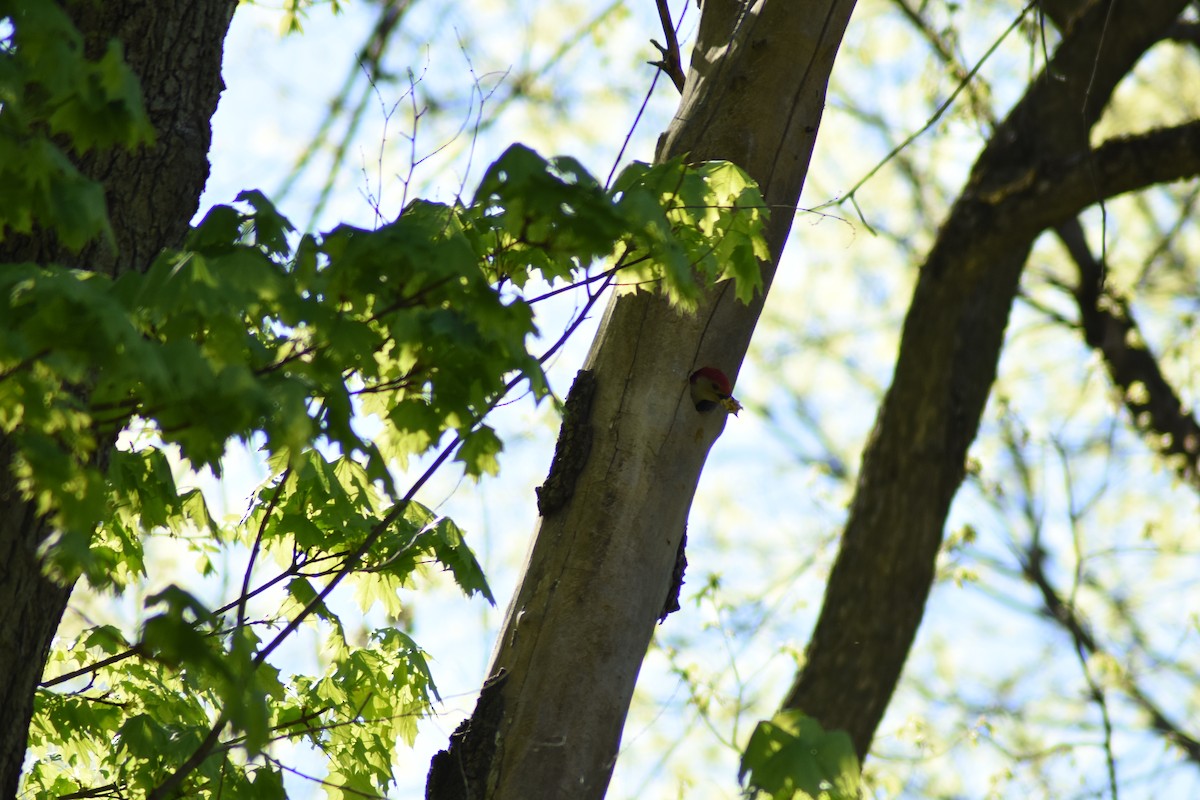 Red-bellied Woodpecker - ML617954833