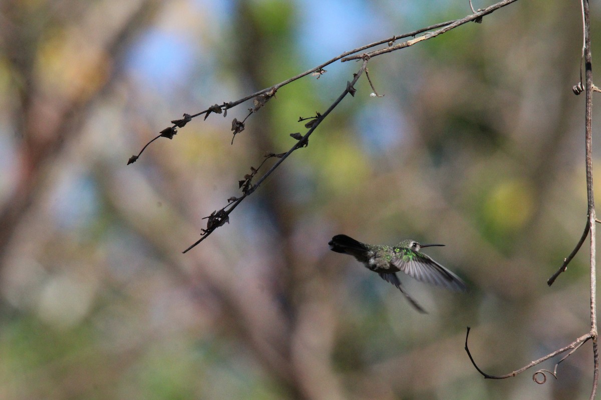 Broad-billed Hummingbird - ML617954836