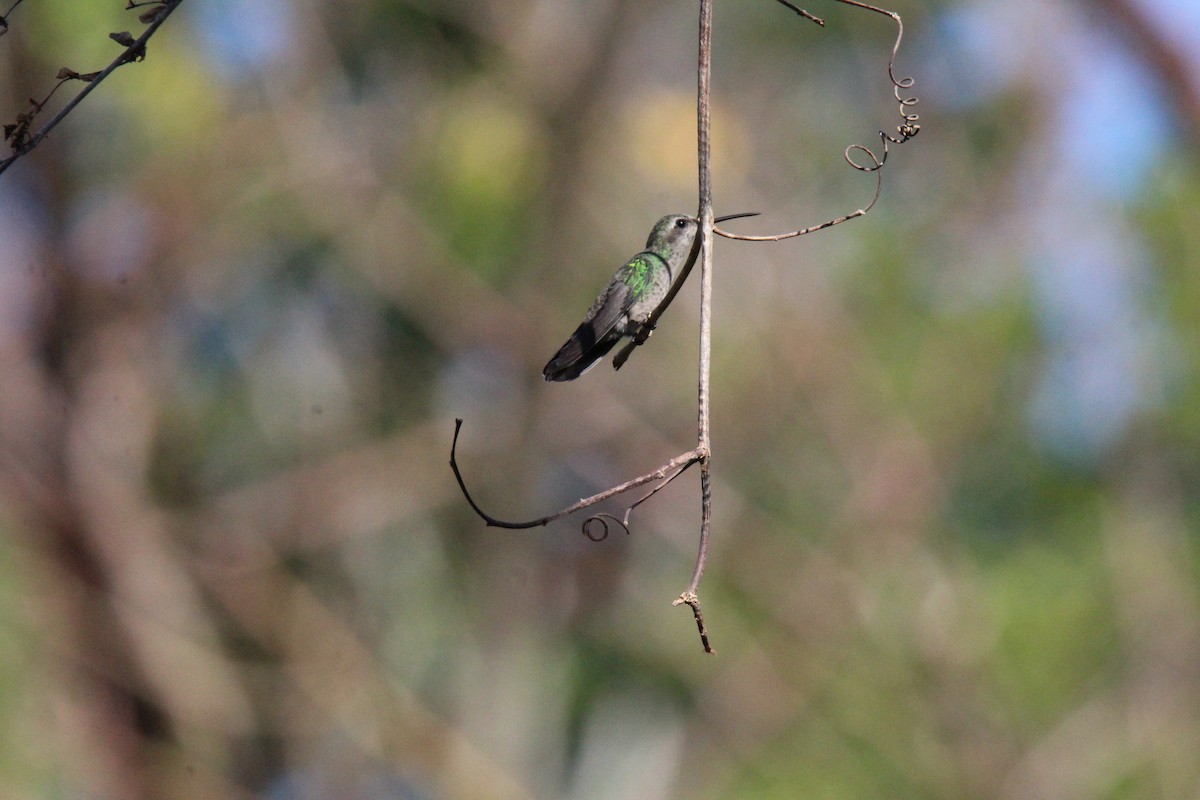 Broad-billed Hummingbird - Jocelyn Pyne