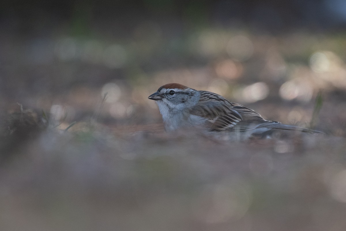 Chipping Sparrow - ML617954839