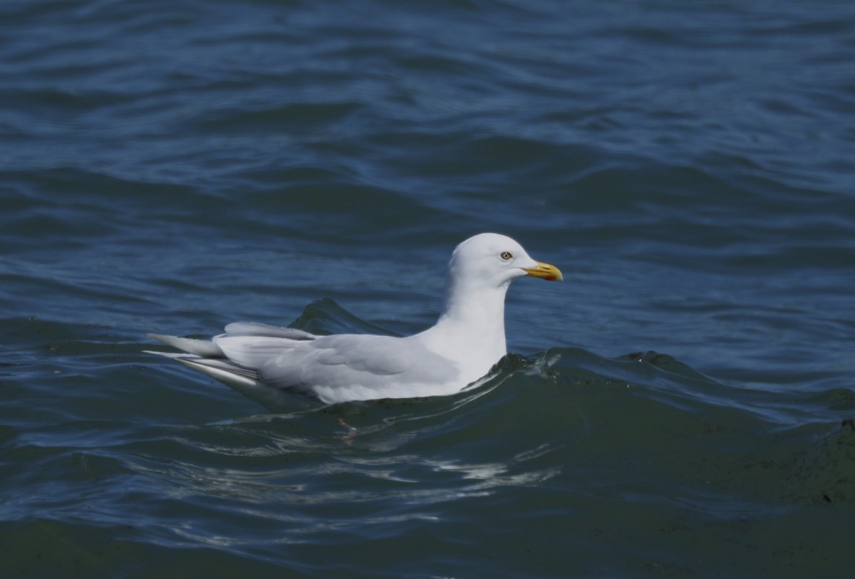Iceland Gull (kumlieni) - ML617954864