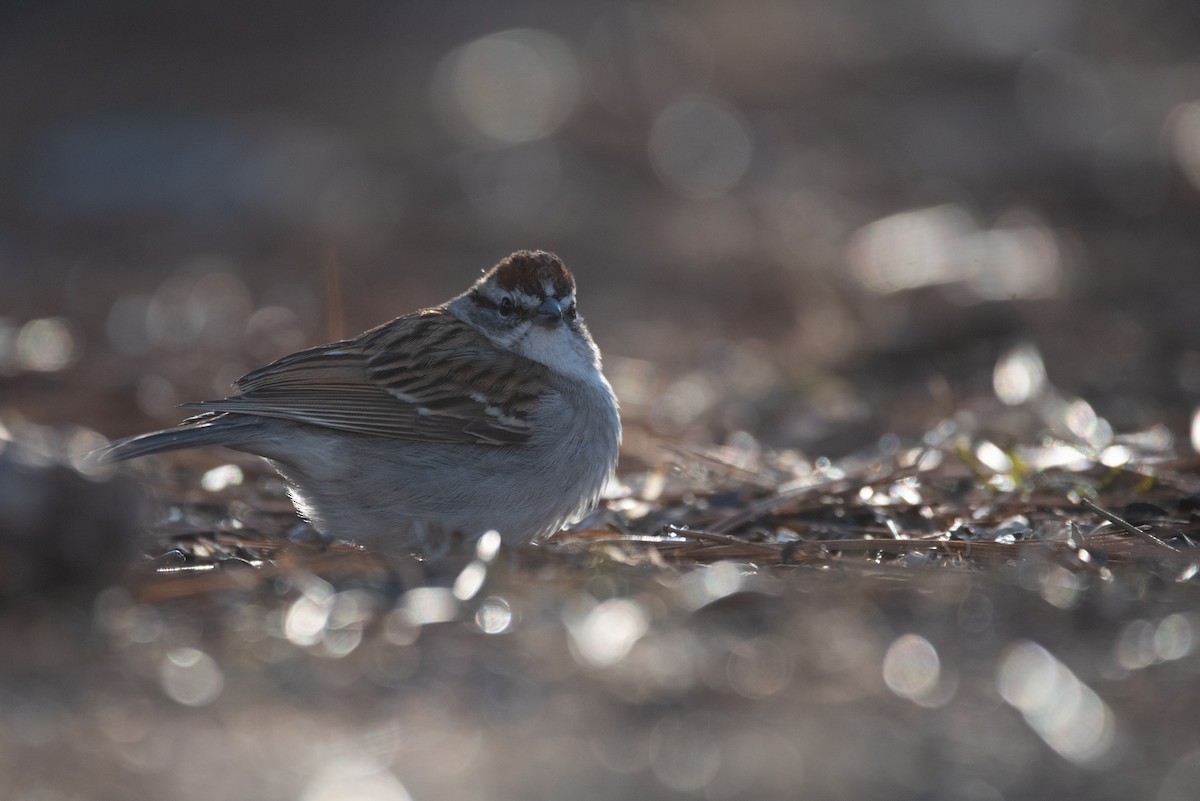 Chipping Sparrow - ML617954890
