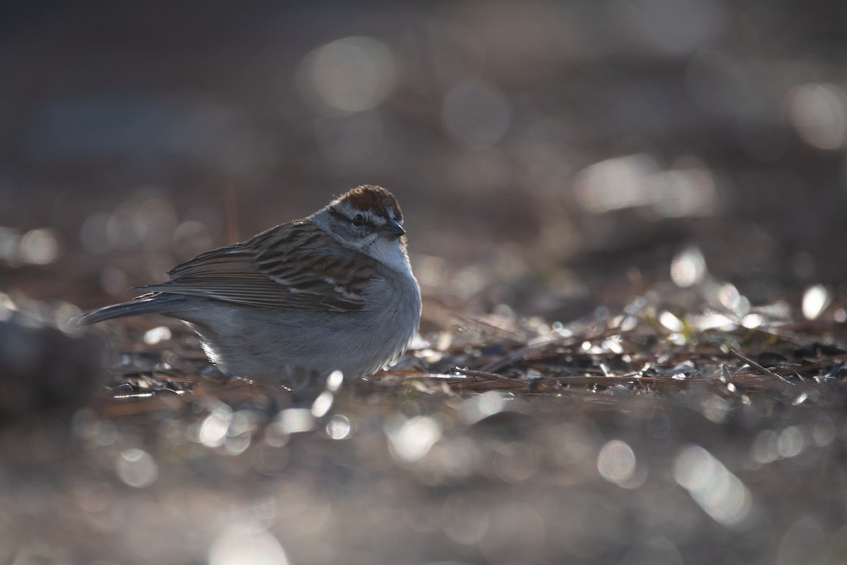 Chipping Sparrow - ML617954891