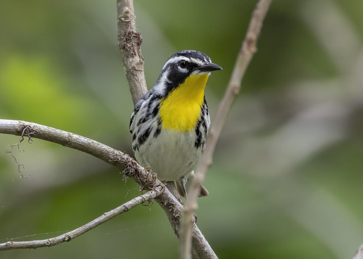 Yellow-throated Warbler - ML617954899