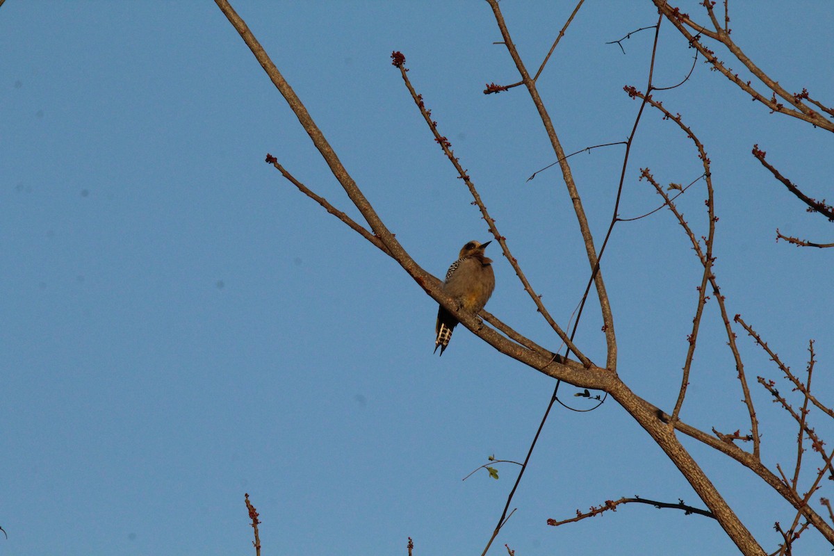 Golden-cheeked Woodpecker - ML617954992