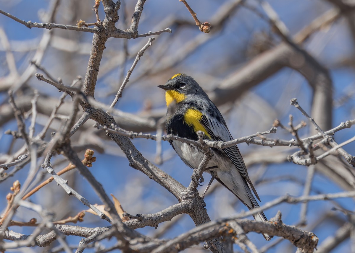 Yellow-rumped Warbler (Audubon's) - ML617954998
