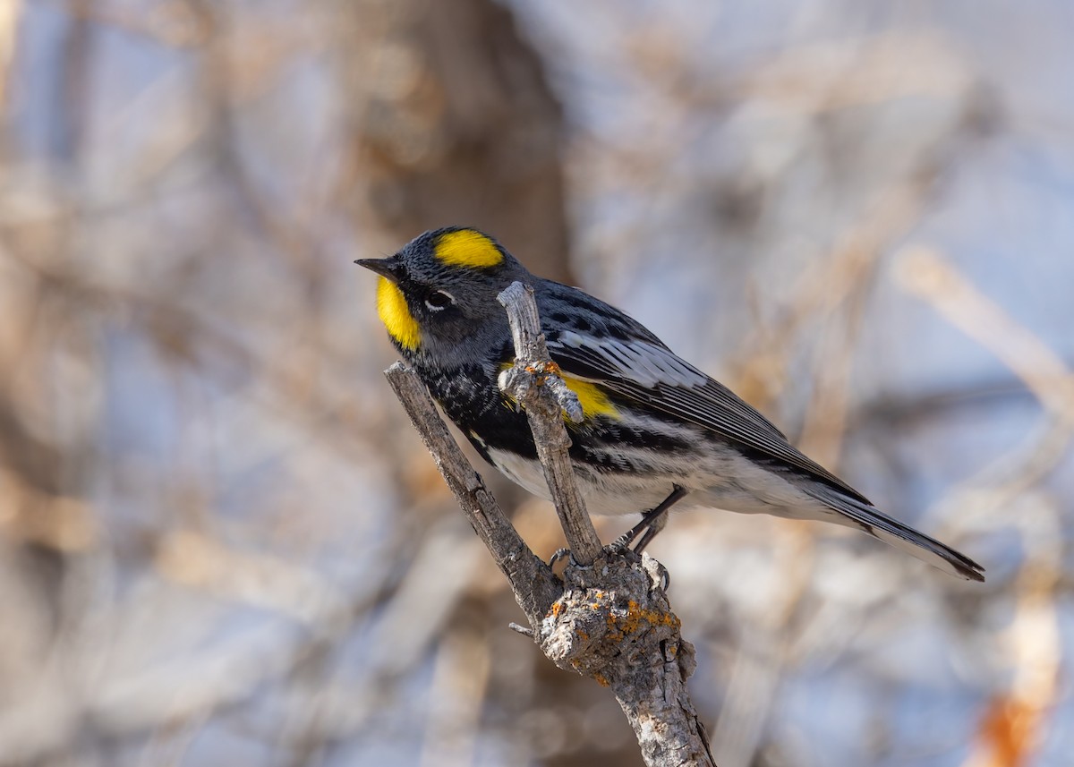 Yellow-rumped Warbler (Audubon's) - ML617955002