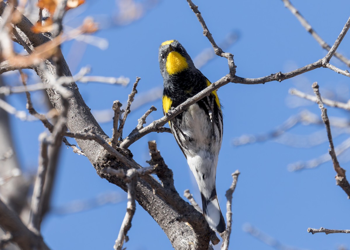 Yellow-rumped Warbler (Audubon's) - ML617955005