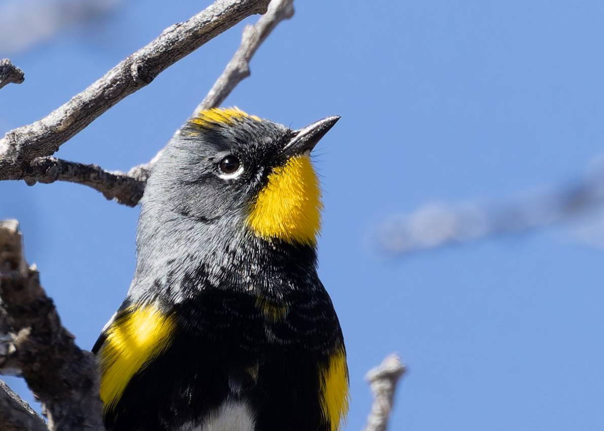 Yellow-rumped Warbler (Audubon's) - ML617955009