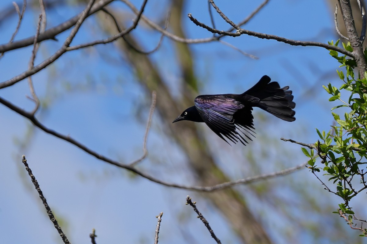 Common Grackle - Todd A. Watkins
