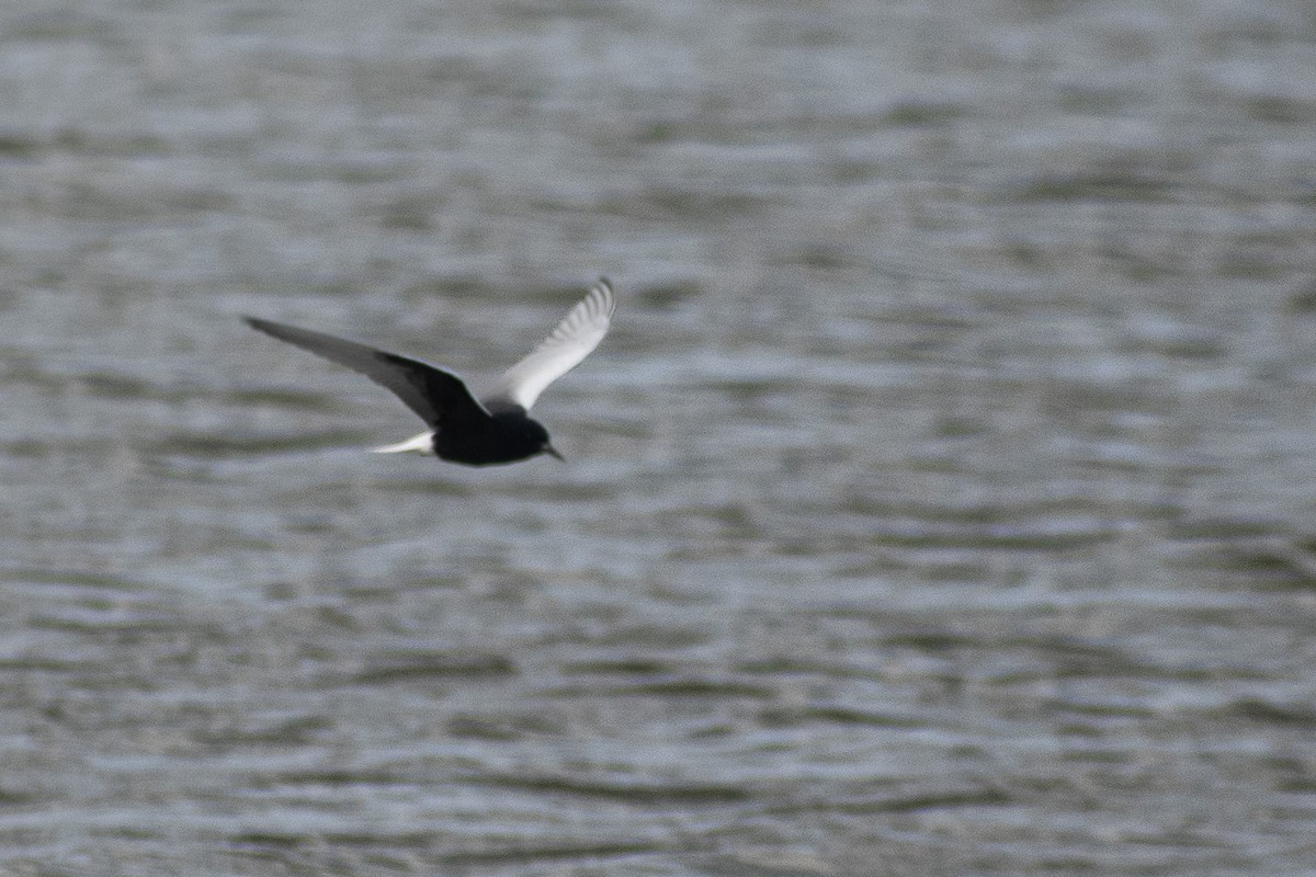 White-winged Tern - ML617955038