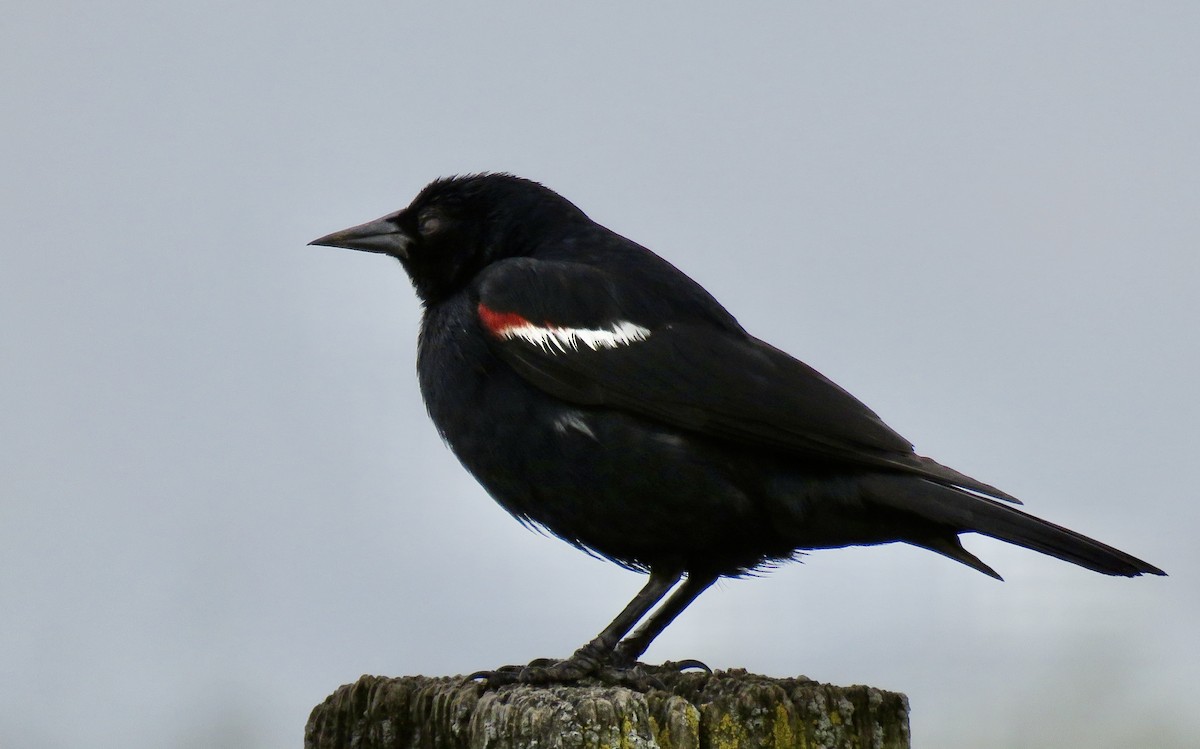 Tricolored Blackbird - ML617955069