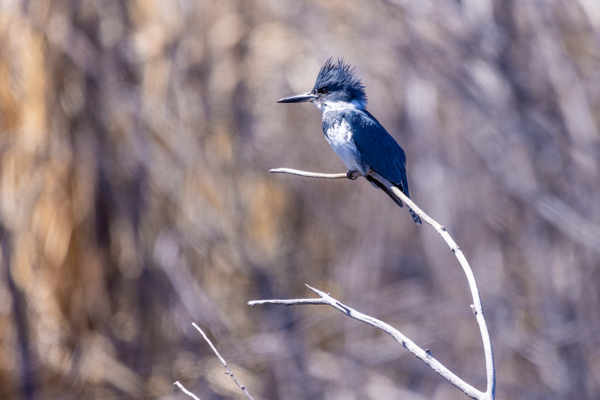 Belted Kingfisher - ML617955089