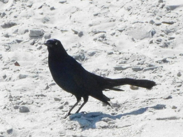 Boat-tailed Grackle - ML617955145