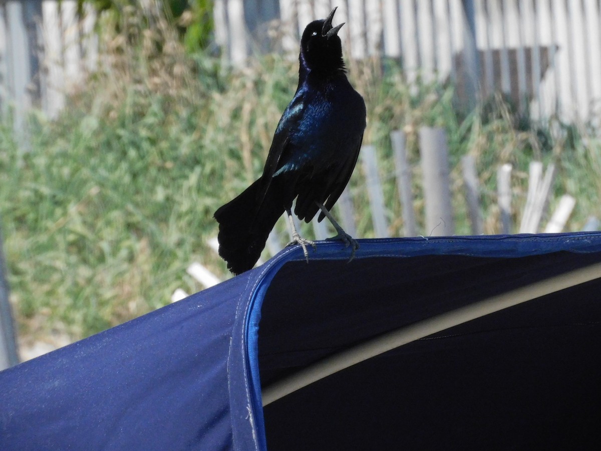 Boat-tailed Grackle - ML617955146