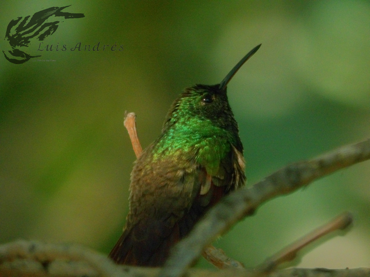 Berylline Hummingbird - Luis Cuevas Romero