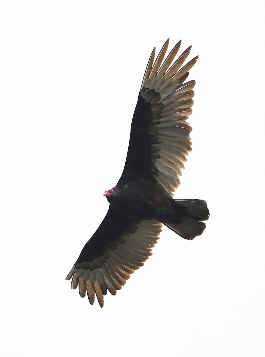 Turkey Vulture - ML617955158