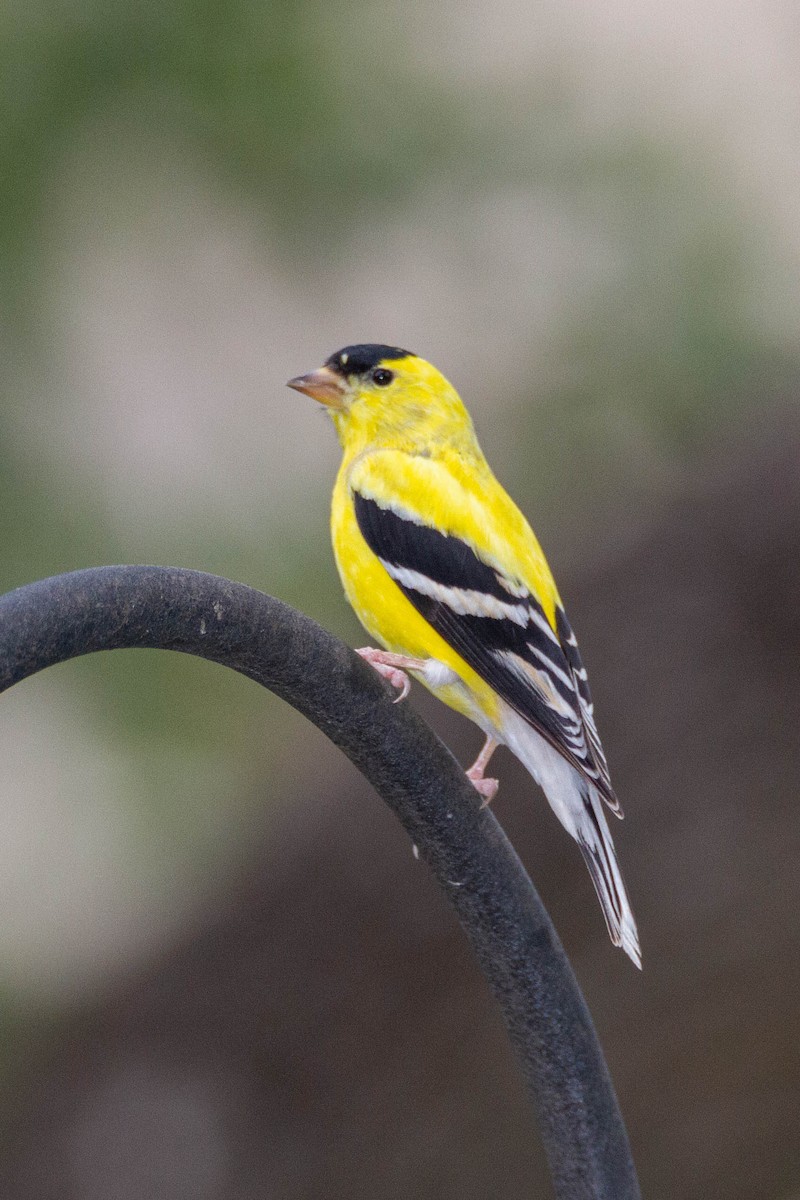 American Goldfinch - Terry Woodward