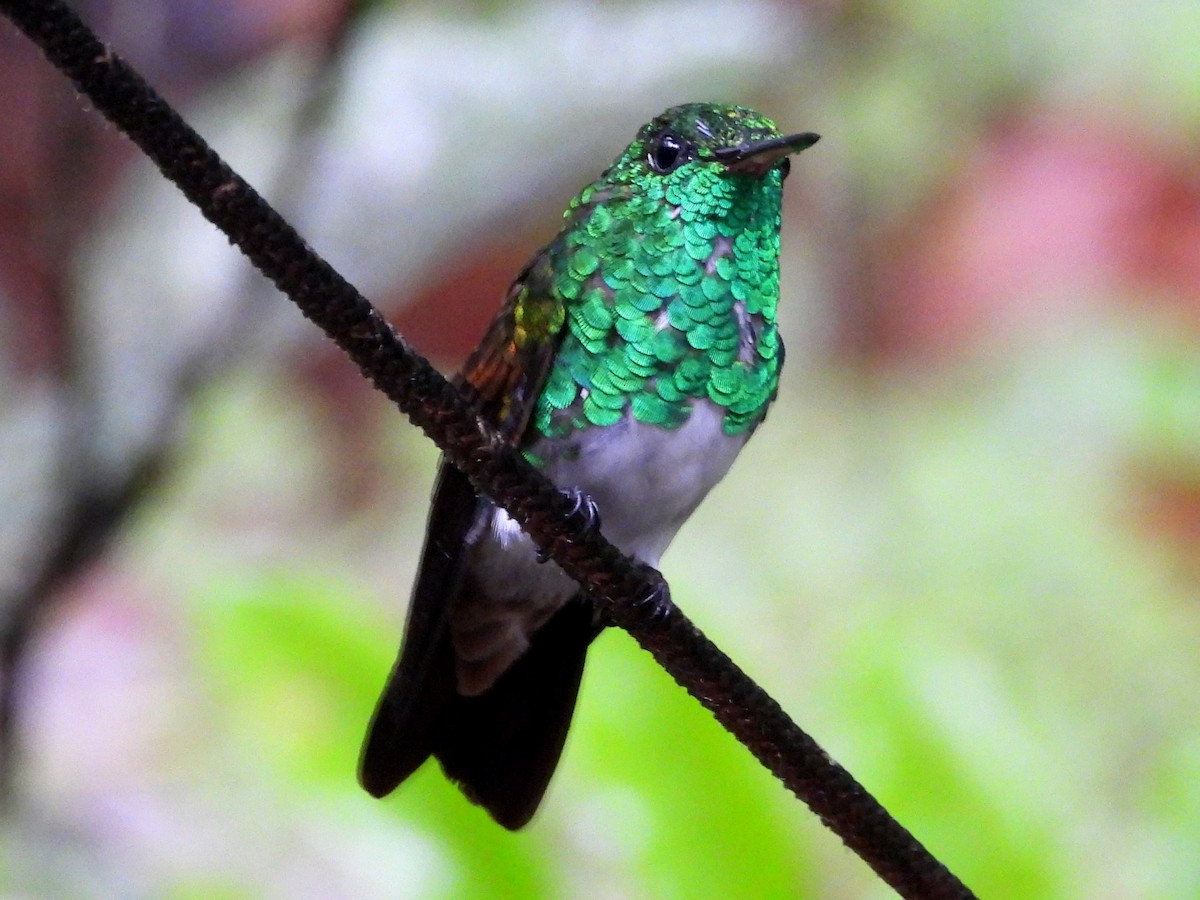 Snowy-bellied Hummingbird - ML617955170