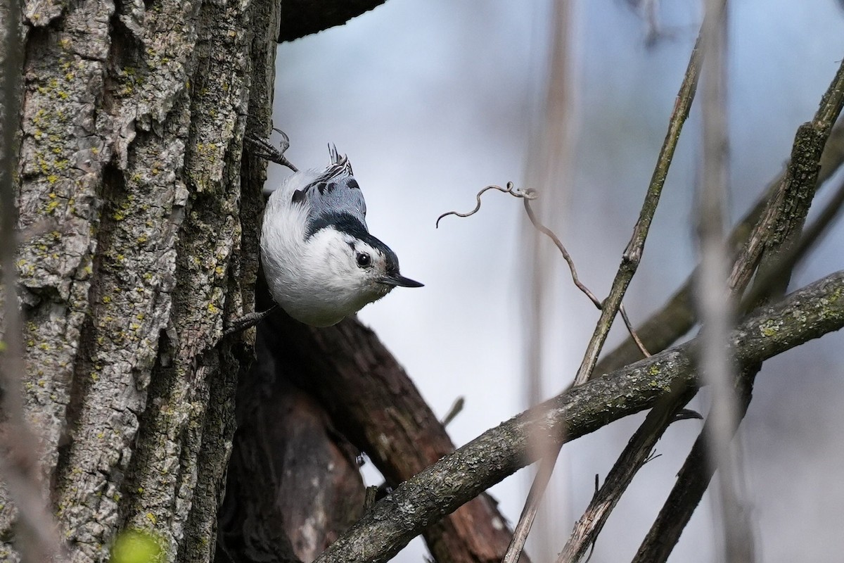 White-breasted Nuthatch - ML617955176