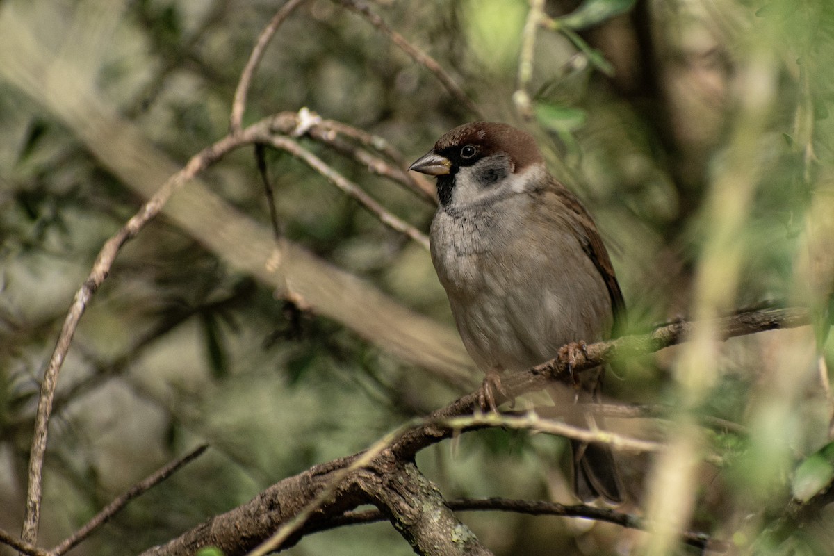 Eurasian Tree Sparrow - ML617955223
