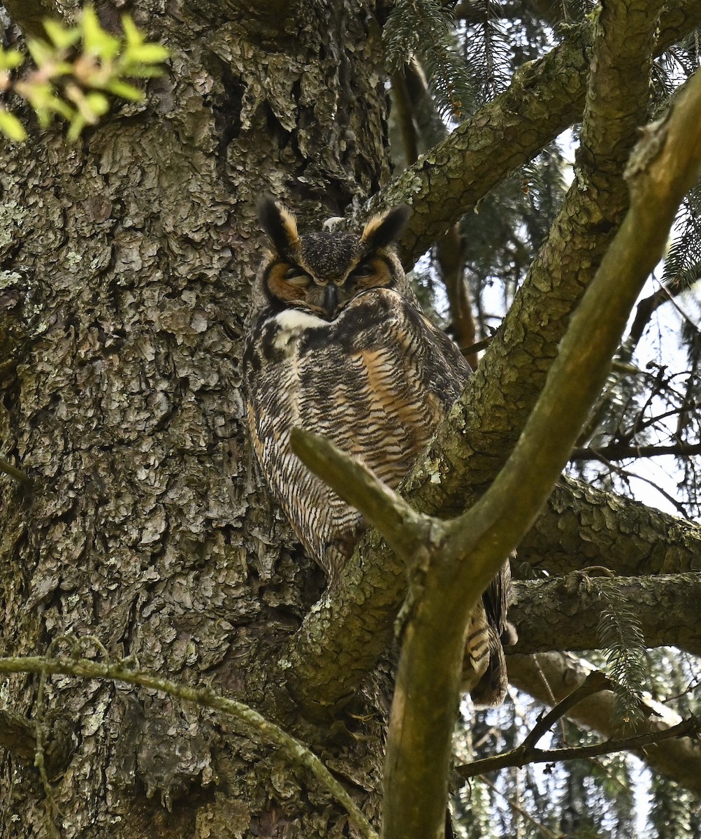 Great Horned Owl - ML617955248