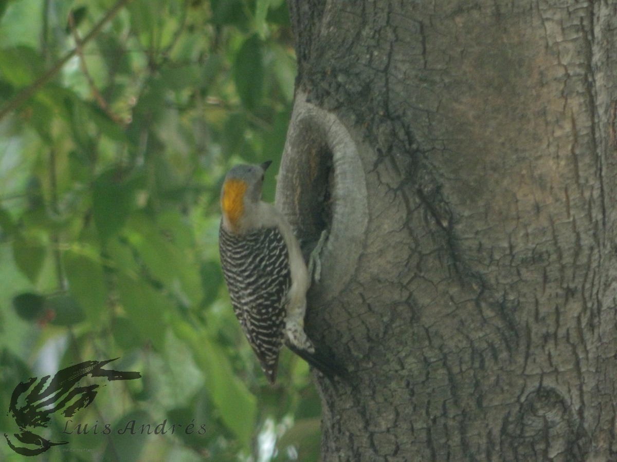 Golden-fronted Woodpecker - ML617955254