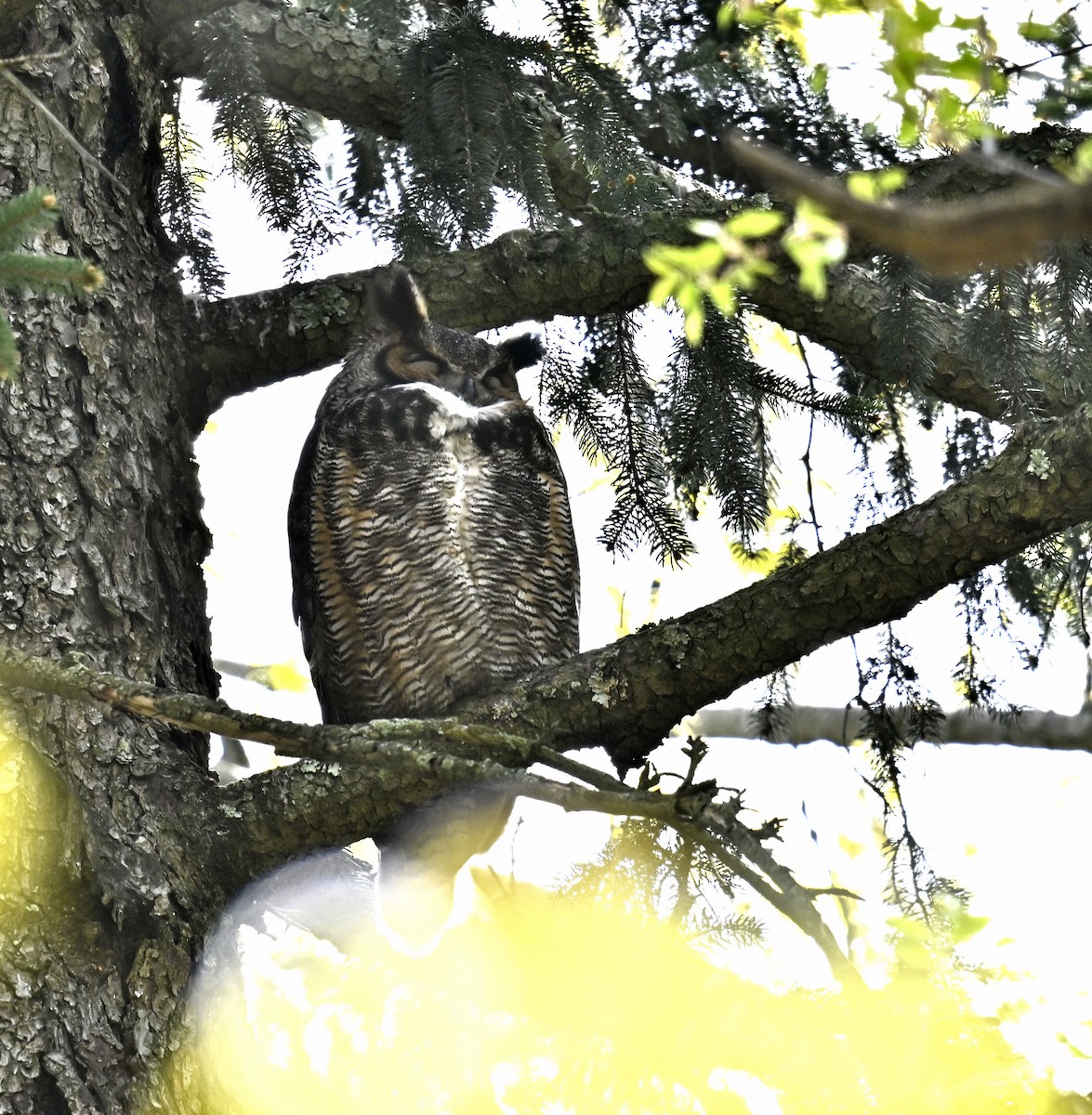 Great Horned Owl - Eric Titcomb