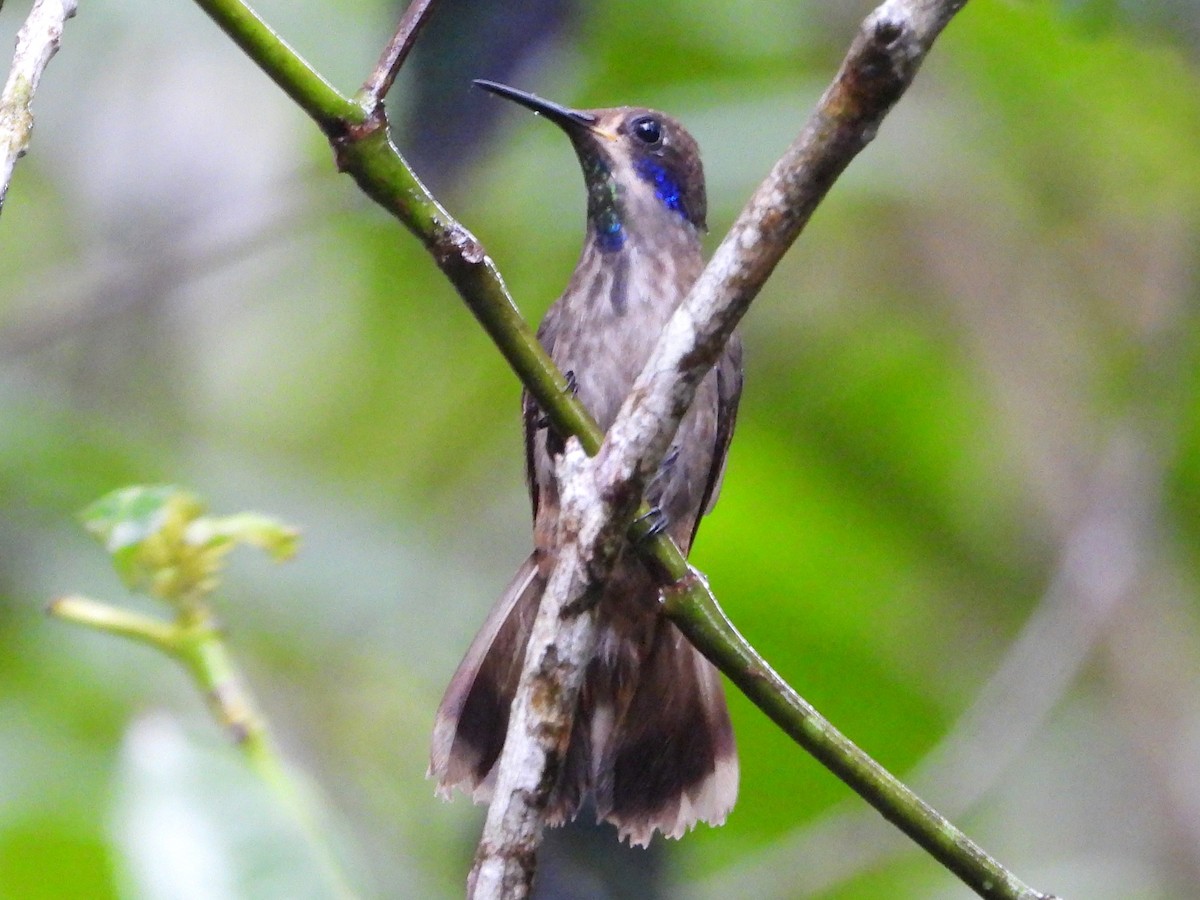 kolibřík fialovouchý - ML617955274