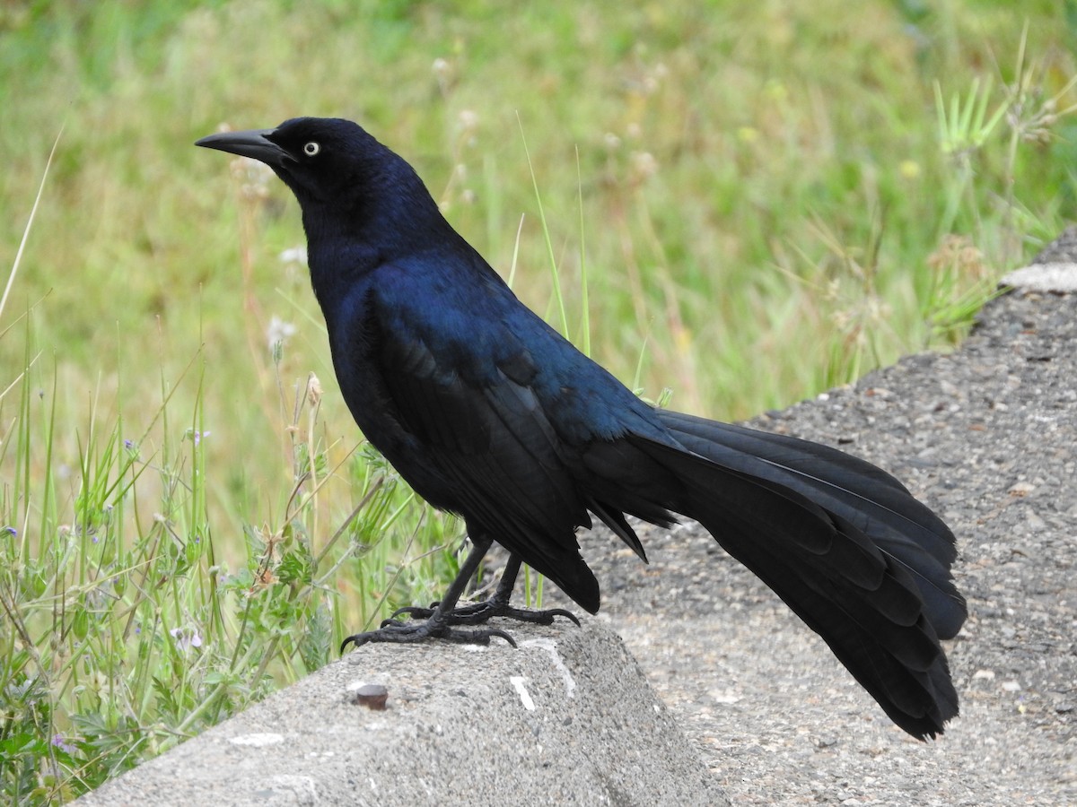 Great-tailed Grackle - Geoffrey Helmbold