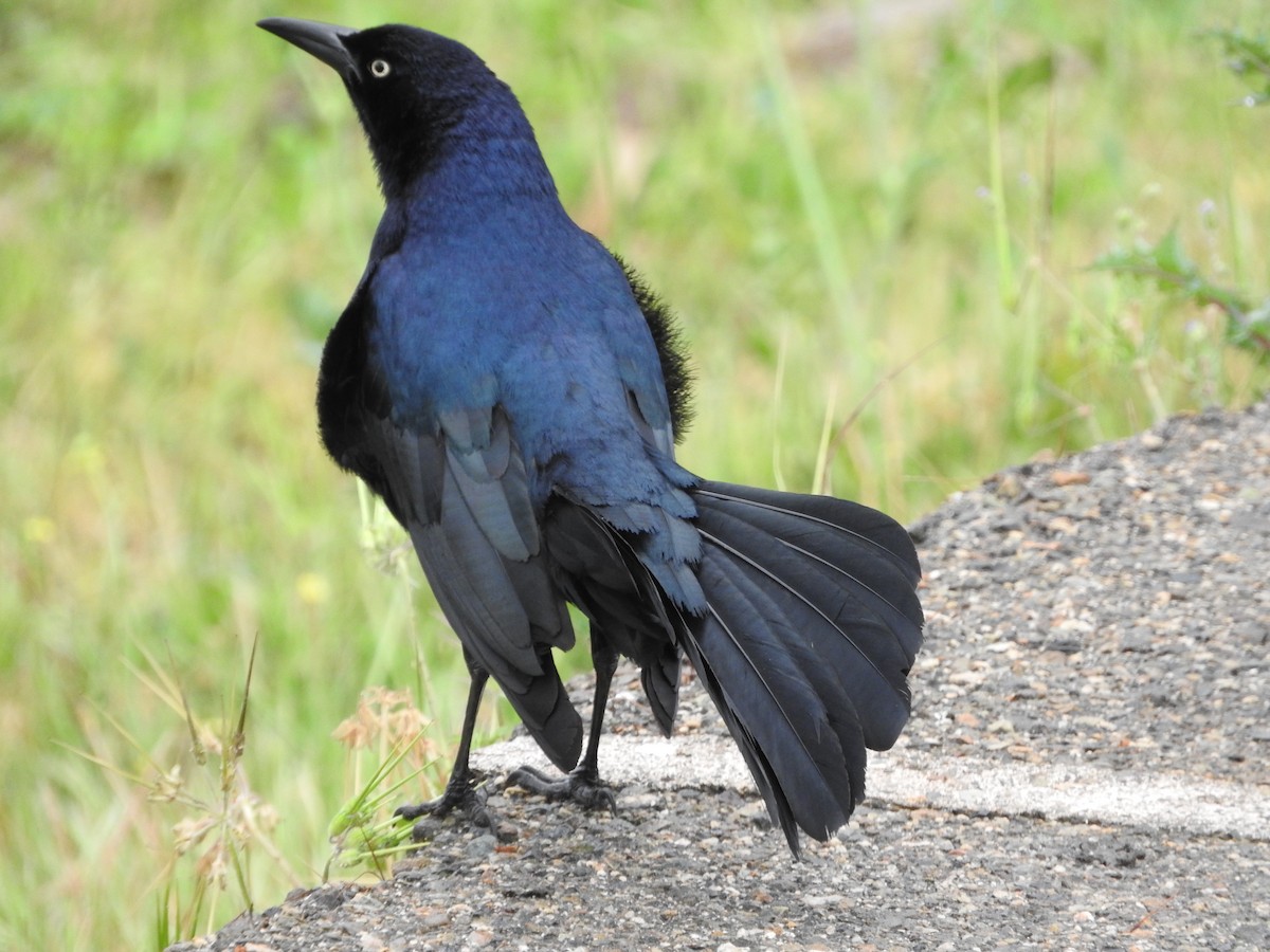 Great-tailed Grackle - ML617955280