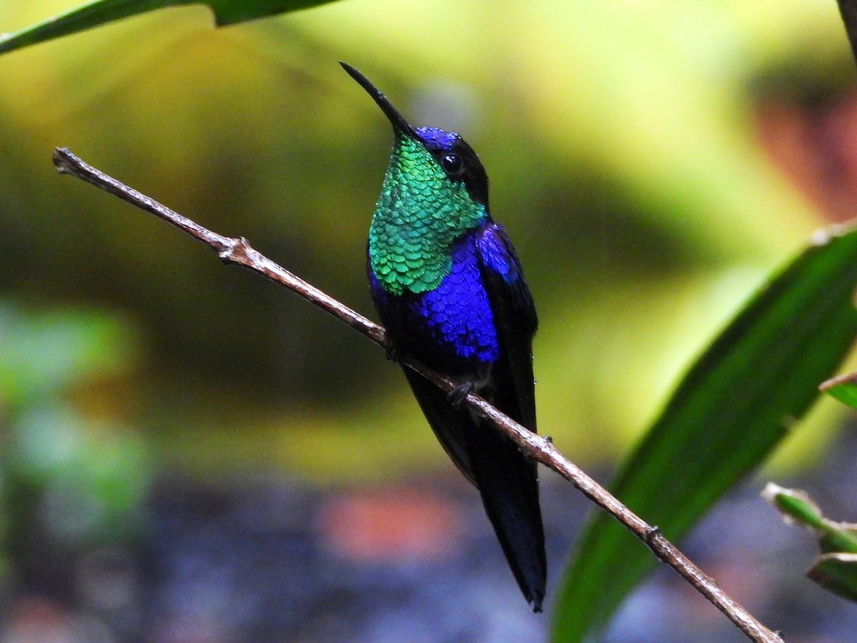 kolibřík vidloocasý - ML617955312