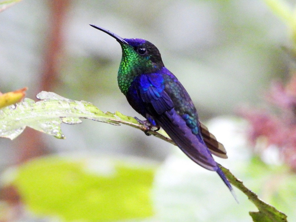 kolibřík vidloocasý - ML617955317