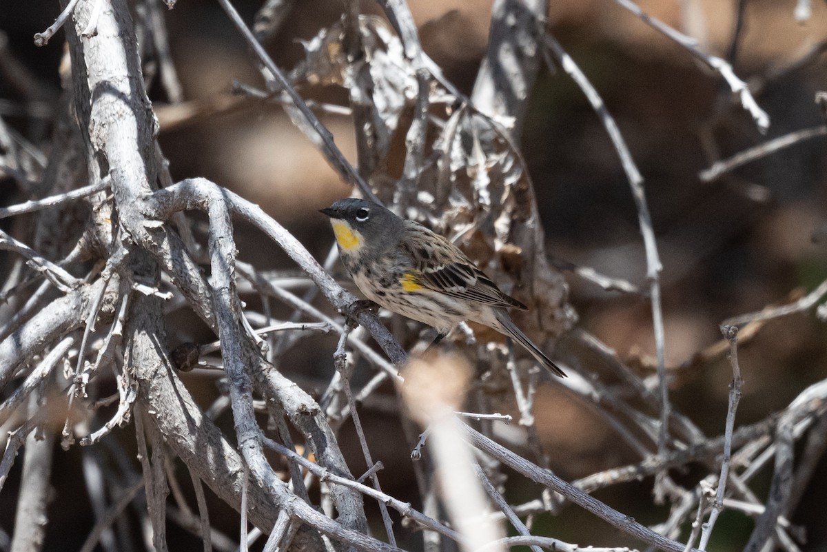 Yellow-rumped Warbler (Myrtle x Audubon's) - Mike Thompson