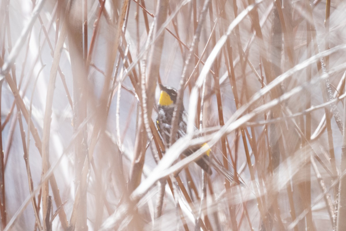 Yellow-rumped Warbler (Myrtle x Audubon's) - ML617955329
