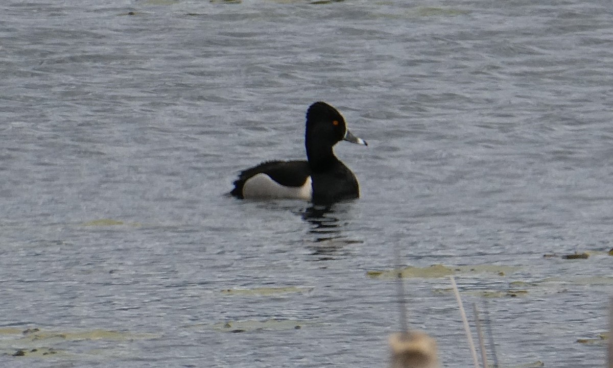 Ring-necked Duck - ML617955338