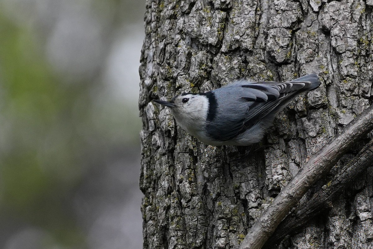 White-breasted Nuthatch - ML617955342