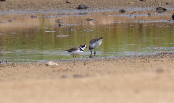 Semipalmated Plover - ML617955359
