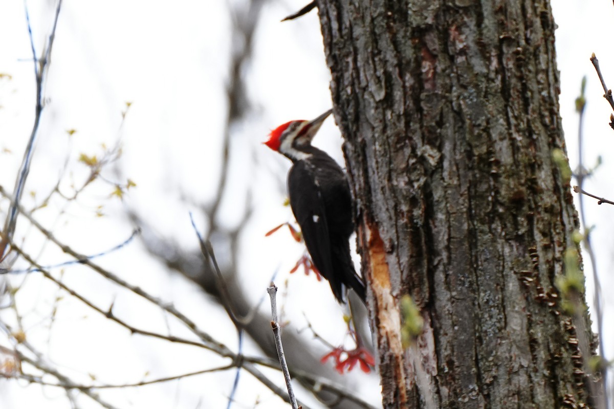 Pileated Woodpecker - ML617955371