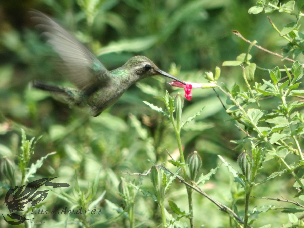 Broad-billed Hummingbird - ML617955376