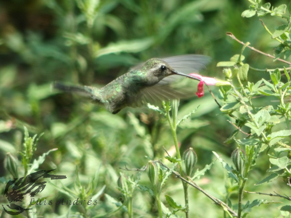 Broad-billed Hummingbird - ML617955377