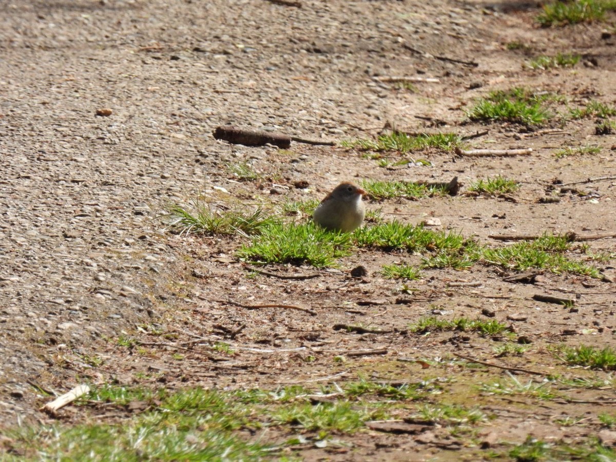 Field Sparrow - Bruce Moorman