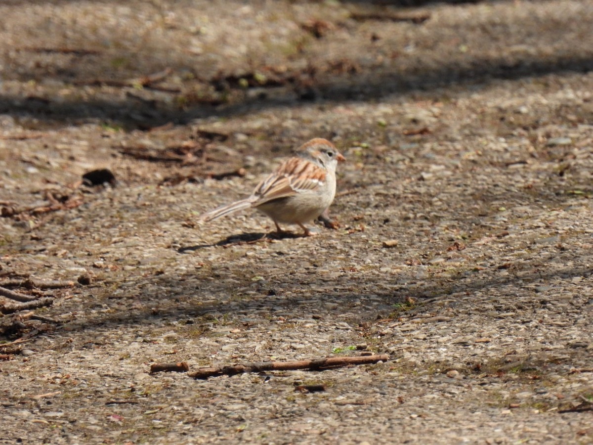 Field Sparrow - ML617955448
